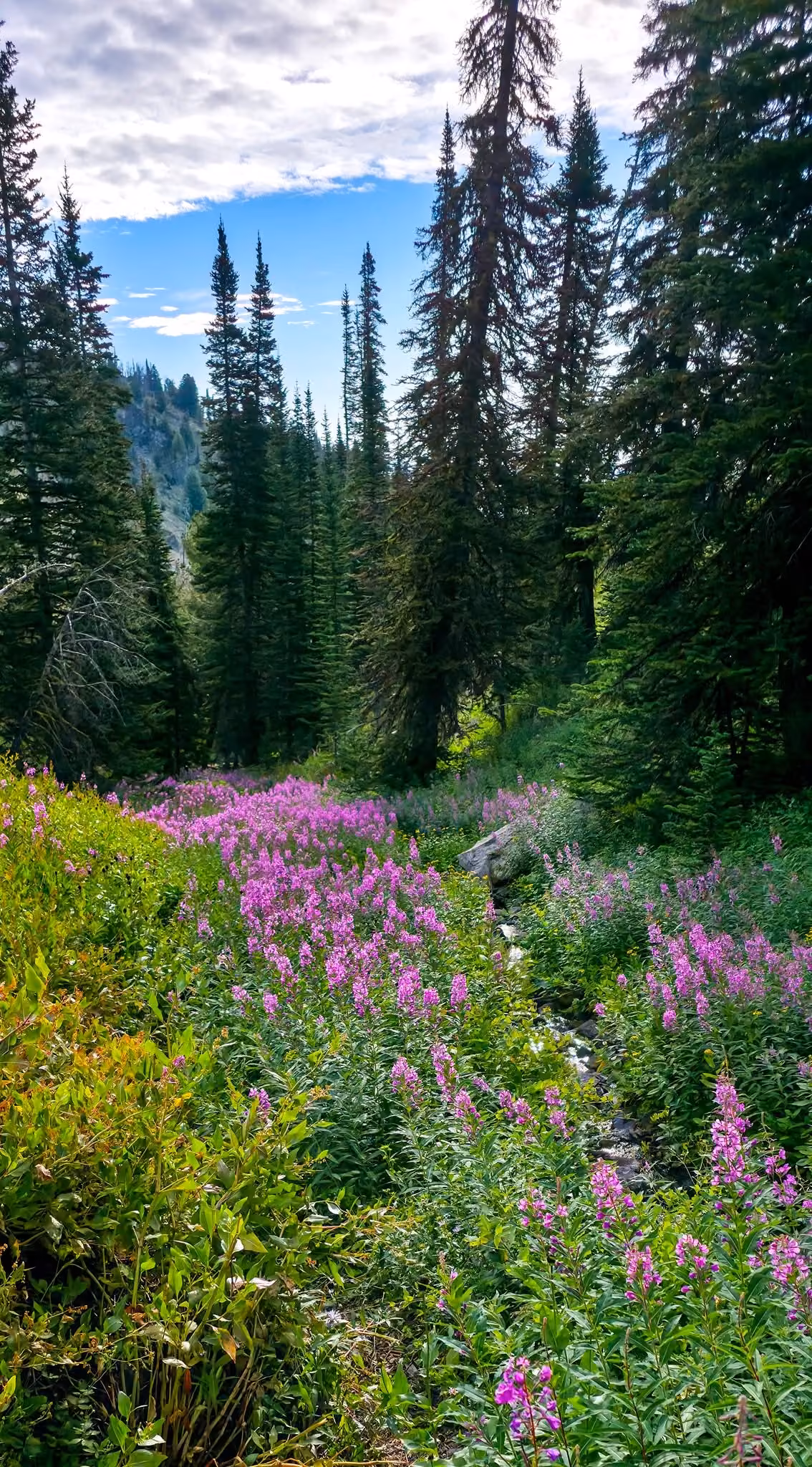 Pink wildflowers beside a stream between tall evergreens